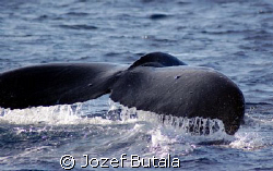 Humpback whale,Maui by Jozef Butala 